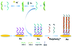 Graphical abstract: Label-free electrochemiluminescent detection of transcription factors with hybridization chain reaction amplification