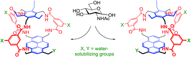 Graphical abstract: Enantioselective carbohydrate recognition by synthetic lectins in water