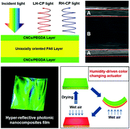 Graphical abstract: A bio-inspired cellulose nanocrystal-based nanocomposite photonic film with hyper-reflection and humidity-responsive actuator properties