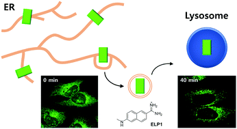 Graphical abstract: Visualization of vesicular transport from the endoplasmic reticulum to lysosome using an amidine derived two-photon probe