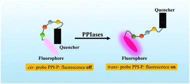 Graphical abstract: A fluorescent peptidyl substrate for visualizing peptidyl-prolyl cis/trans isomerase activity in live cells