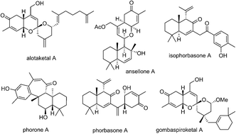 Graphical abstract: A new family of sesterterpenoids isolated around the Pacific Rim