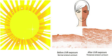 Graphical abstract: Mechanisms of and variables affecting UVR photoadaptation in human skin