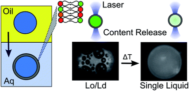 Graphical abstract: Engineering thermoresponsive phase separated vesicles formed via emulsion phase transfer as a content-release platform