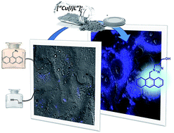 Graphical abstract: Discrete Cu(i) complexes for azide–alkyne annulations of small molecules inside mammalian cells