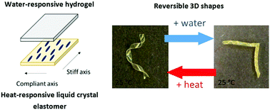 Graphical abstract: Dual-responsive, shape-switching bilayers enabled by liquid crystal elastomers