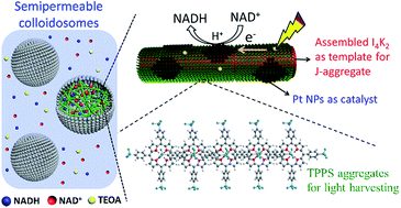 Graphical abstract: Design and construction of artificial photoresponsive protocells capable of converting day light to chemical energy