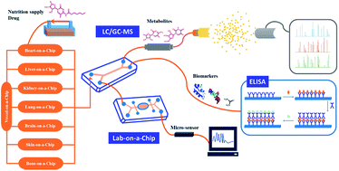 Graphical abstract: Recent advances in an organ-on-a-chip: biomarker analysis and applications