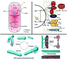 Graphical abstract: Solar-driven carbon dioxide fixation using photosynthetic semiconductor bio-hybrids