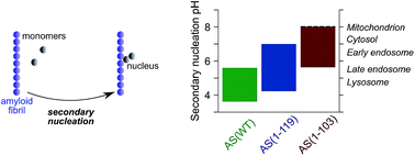 Graphical abstract: C-terminal truncation of α-synuclein promotes amyloid fibril amplification at physiological pH