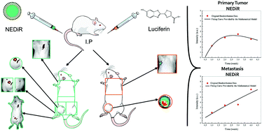 Graphical abstract: Lipid nanoemulsion passive tumor accumulation dependence on tumor stage and anatomical location: a new mathematical model for in vivo imaging biodistribution studies