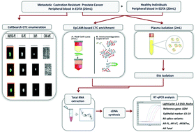 Graphical abstract: Expression pattern of androgen receptors, AR-V7 and AR-567es, in circulating tumor cells and paired plasma-derived extracellular vesicles in metastatic castration resistant prostate cancer