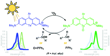 Graphical abstract: Tellurorhodamine photocatalyzed aerobic oxidation of organo-silanes and phosphines by visible-light