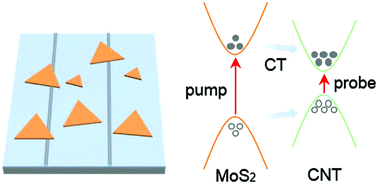 Graphical abstract: Strong-coupled hybrid structure of carbon nanotube and MoS2 monolayer with ultrafast interfacial charge transfer