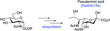 Graphical abstract: Mechanistic and structural studies into the biosynthesis of the bacterial sugar pseudaminic acid (Pse5Ac7Ac)