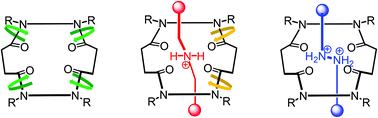 Graphical abstract: Rotational isomerism of the amide units in rotaxanes based on a cyclic tetraamide and secondary ammonium ions