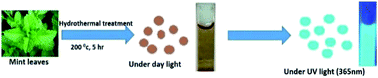 Graphical abstract: Mint leaf derived carbon dots for dual analyte detection of Fe(iii) and ascorbic acid