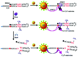 Graphical abstract: Nanomaterial-based biosensors for DNA methyltransferase assay