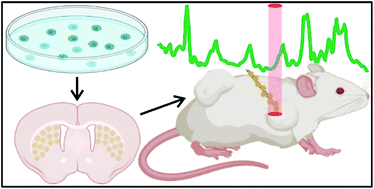 Graphical abstract: From single cells to complex tissues in applications of surface-enhanced Raman scattering