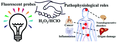 Graphical abstract: H2O2/HOCl-based fluorescent probes for dynamically monitoring pathophysiological processes