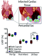 Graphical abstract: Immune-modulatory alginate protects mesenchymal stem cells for sustained delivery of reparative factors to ischemic myocardium