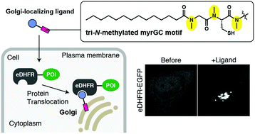 Graphical abstract: Protein-recruiting synthetic molecules targeting the Golgi surface