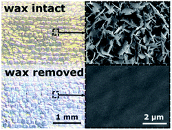 Graphical abstract: Disordered wax platelets on Tradescantia pallida leaves create golden shine