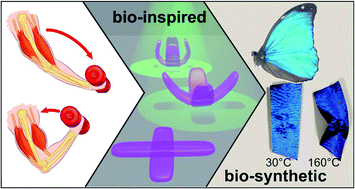 Graphical abstract: Photonic artificial muscles: from micro robots to tissue engineering