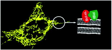 Graphical abstract: Bcl-xL inhibits tBid and Bax via distinct mechanisms