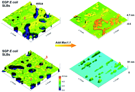 Graphical abstract: The impact of antibacterial peptides on bacterial lipid membranes depends on stage of growth