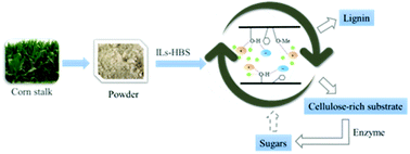 Graphical abstract: A renewable co-solvent promoting the selective removal of lignin by increasing the total number of hydrogen bonds