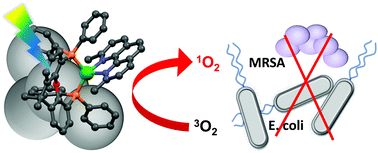 Graphical abstract: Cu(i) diimine complexes as immobilised antibacterial photosensitisers operating in water under visible light