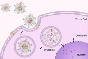 Graphical abstract: Engineering macrophage-derived exosomes for targeted chemotherapy of triple-negative breast cancer