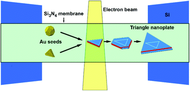 Graphical abstract: The formation and shape transformation mechanism of a triangular Au nanoplate revealed by liquid-cell TEM