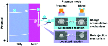 Graphical abstract: Visualization of nano-localized and delocalized oxidation sites for plasmon-induced charge separation