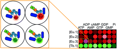 Graphical abstract: Tuning the anion binding properties of lanthanide receptors to discriminate nucleoside phosphates in a sensing array