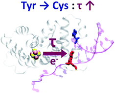 Graphical abstract: Mutation effects on charge transport through the p58c iron–sulfur protein