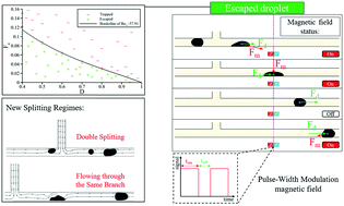 Graphical abstract: Splitting dynamics of ferrofluid droplets inside a microfluidic T-junction using a pulse-width modulated magnetic field in micro-magnetofluidics