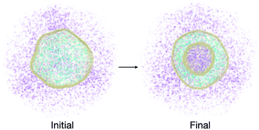 Graphical abstract: Modelling the dynamics of vesicle reshaping and scission under osmotic shocks