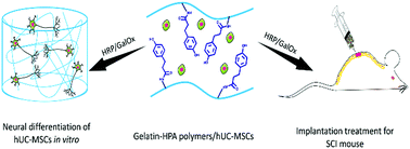 Graphical abstract: Dual-enzymatically cross-linked gelatin hydrogel enhances neural differentiation of human umbilical cord mesenchymal stem cells and functional recovery in experimental murine spinal cord injury