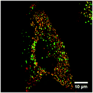 Graphical abstract: Strategies to promote permeation and vectorization, and reduce cytotoxicity of metal complex luminophores for bioimaging and intracellular sensing