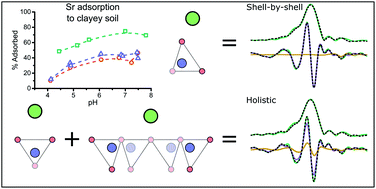 Graphical abstract: Emerging investigator series: a holistic approach to multicomponent EXAFS: Sr and Cs complexation in clayey soils