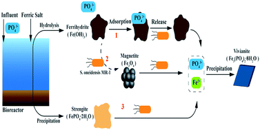 Graphical abstract: Efficient phosphate recovery as vivianite: synergistic effect of iron minerals and microorganisms