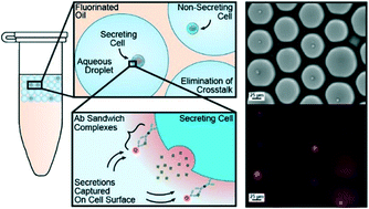 Graphical abstract: IL-2 secretion-based sorting of single T cells using high-throughput microfluidic on-cell cytokine capture