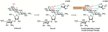 Graphical abstract: Influence of ring size in conformationally restricted ring I analogs of paromomycin on antiribosomal and antibacterial activity