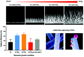 Graphical abstract: Tailoring ZnO nanowire crystallinity and morphology for label-free capturing of extracellular vesicles