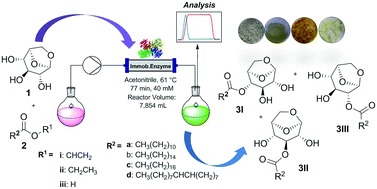 Graphical abstract: Lipase-catalyzed acylation of levoglucosan in continuous flow: antibacterial and biosurfactant studies