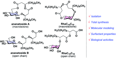 Graphical abstract: Total synthesis, isolation, surfactant properties, and biological evaluation of ananatosides and related macrodilactone-containing rhamnolipids