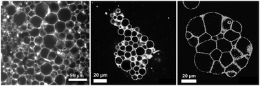 Graphical abstract: Design of vesicle prototissues as a model for cellular tissues