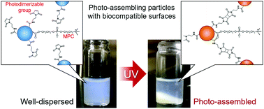 Graphical abstract: Photoresponsive behaviour of zwitterionic polymer particles with photodimerizable groups on their surfaces